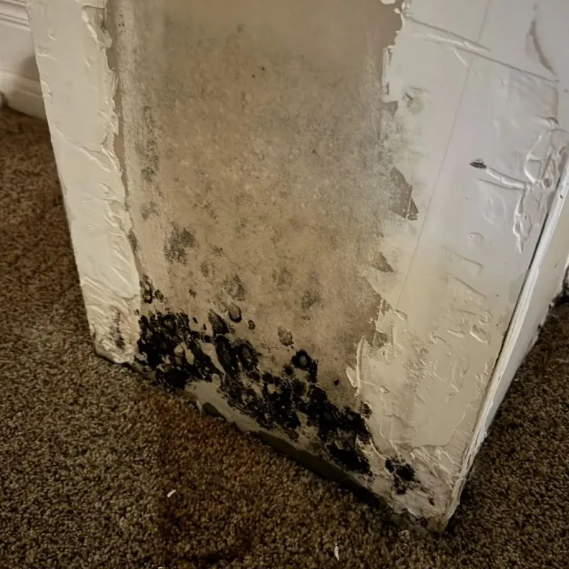 Professional Mold Removal in Ecorse, MI